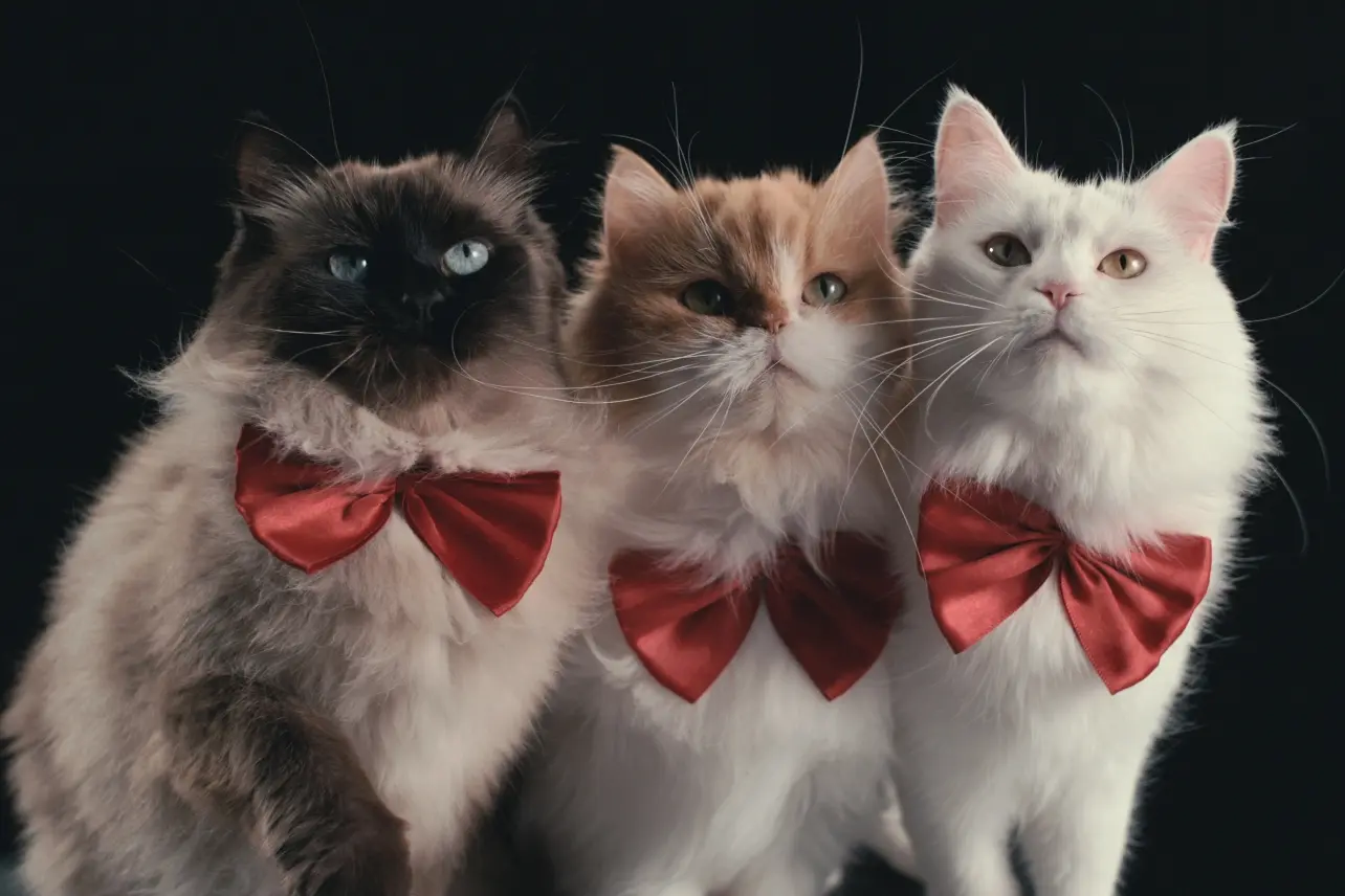 Best Cat Documentaries