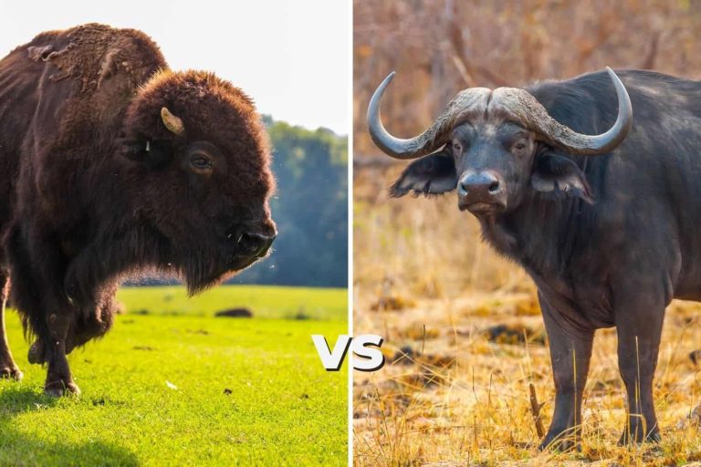 What is the Difference Between Bison and Buffalo?
