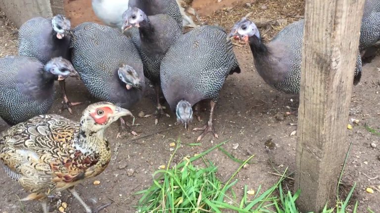 What’s the Difference Between Guinea Fowl and Pheasant?