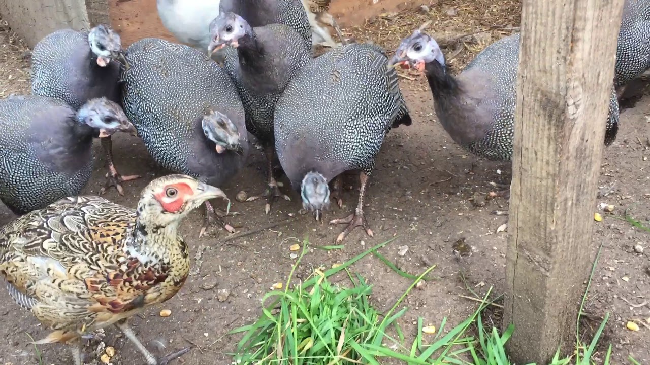 Difference Between Guinea Fowl and Pheasant