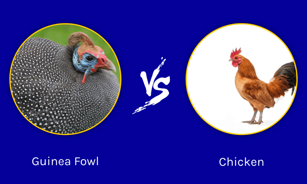 Difference Between Guineafowl and Chicken
