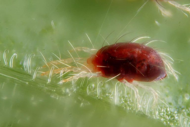 14 Different Types of Spider Mites