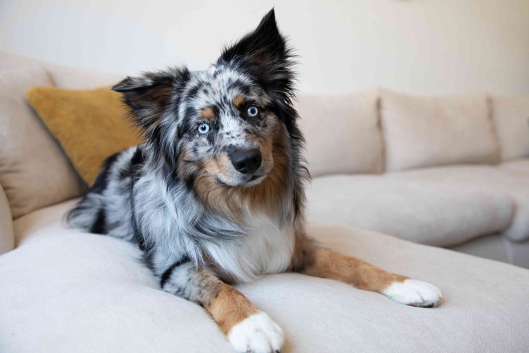 19 Dog Breeds With Blue Eyes