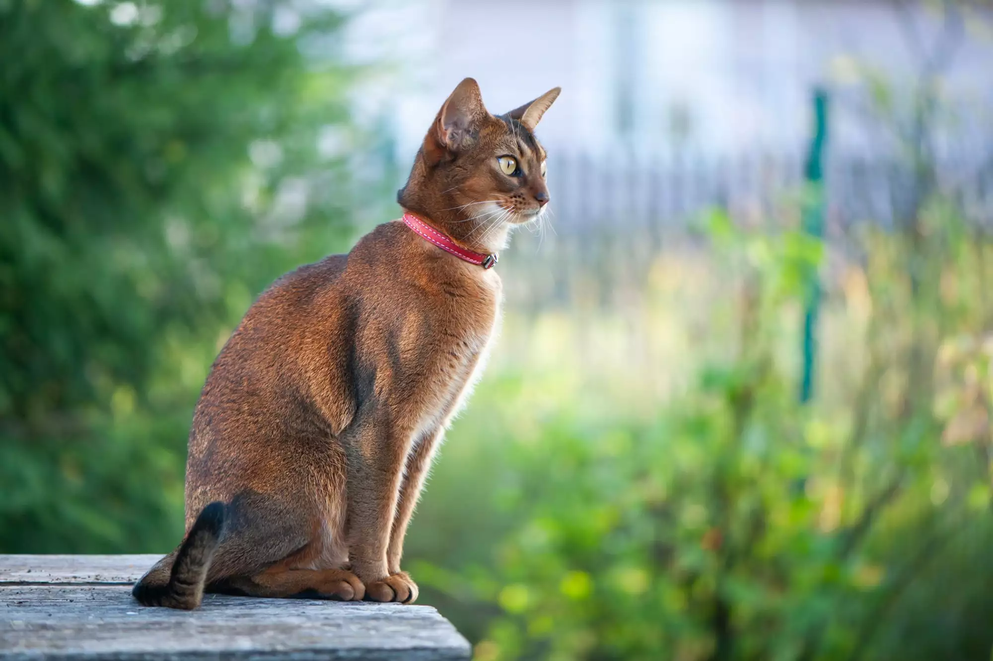 Egyptian Cat Breeds