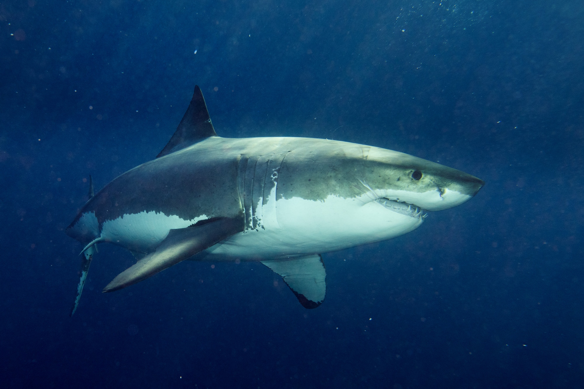 Great White Shark animals that can survive without food