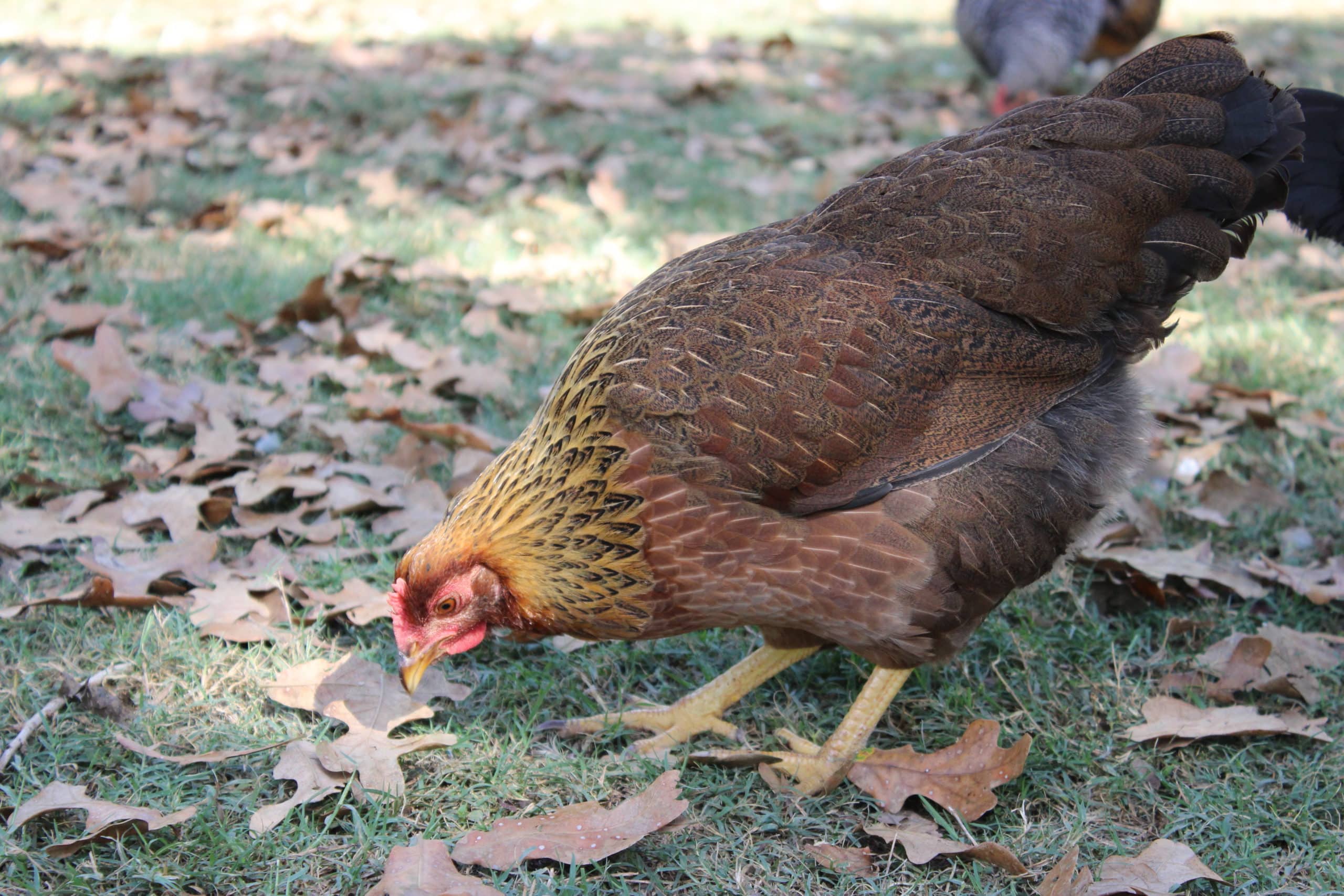 Heritage Chicken Breeds
