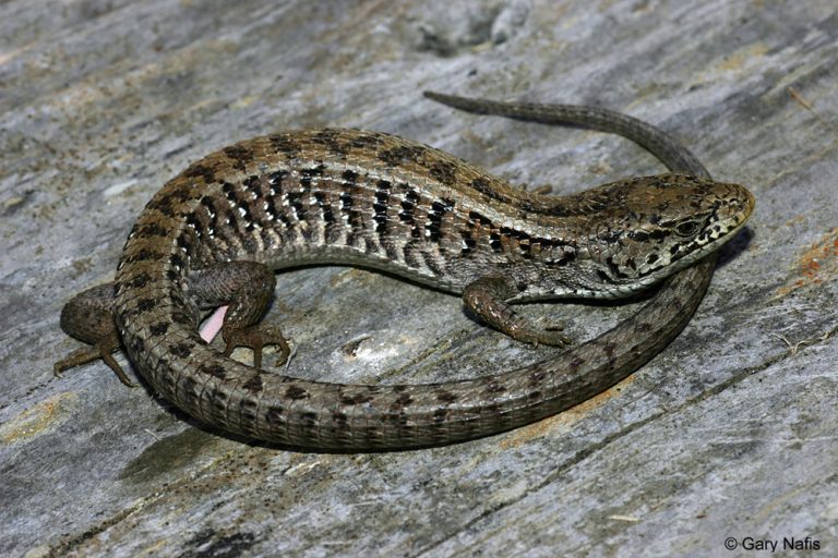 37 Different Types of Lizards in California