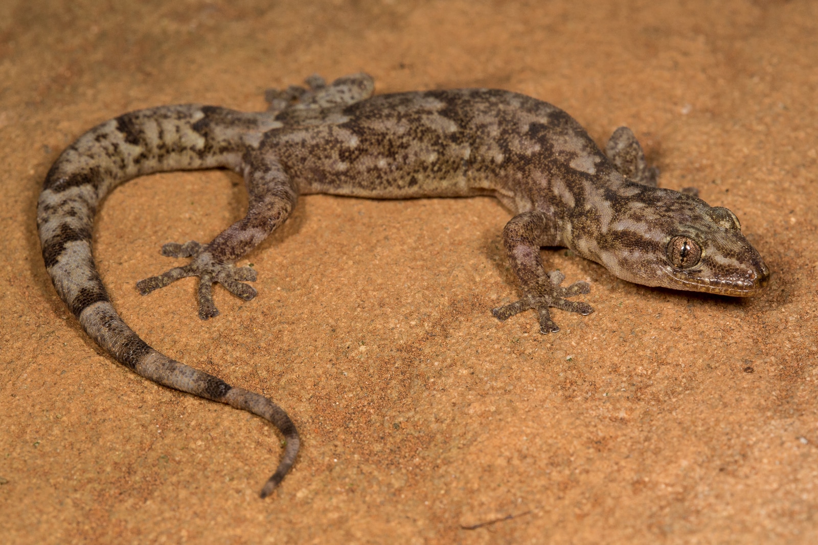 Types of Geckos in South Africa