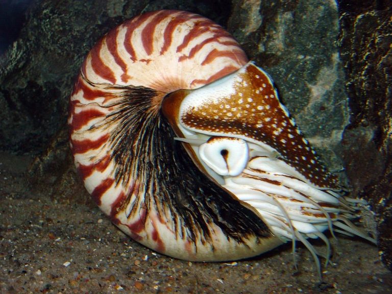 5 Different Types of Nautiloids