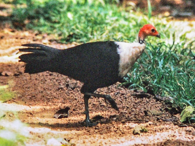 White-Breasted Guinea Fowl
