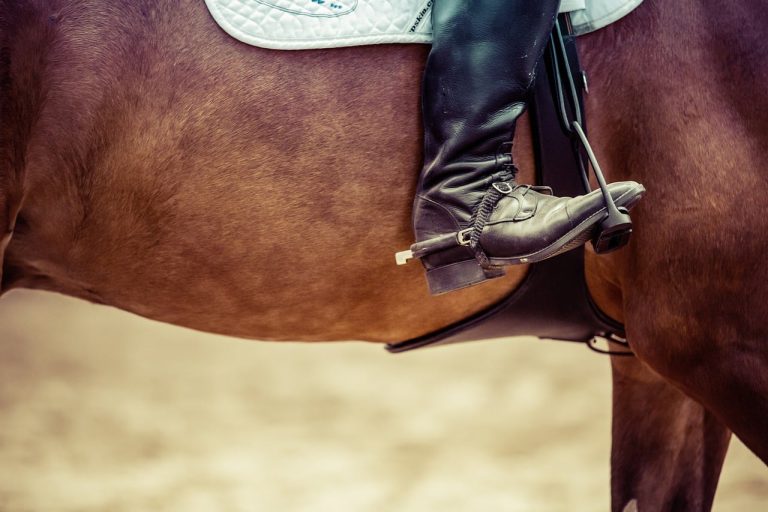 17 Best Horse Breeds for Dressage