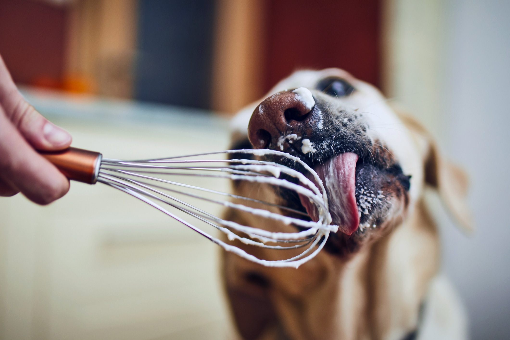 Can Dogs Eat Whipped Cream?