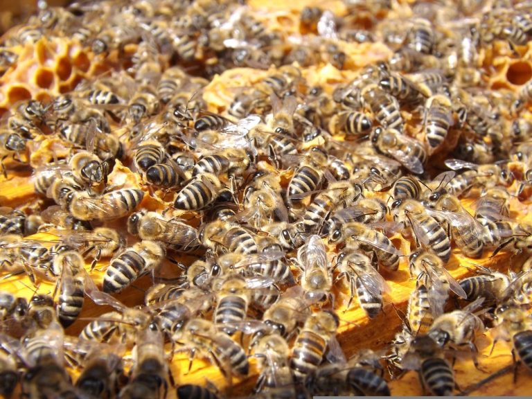 10 Different Types of Beehives