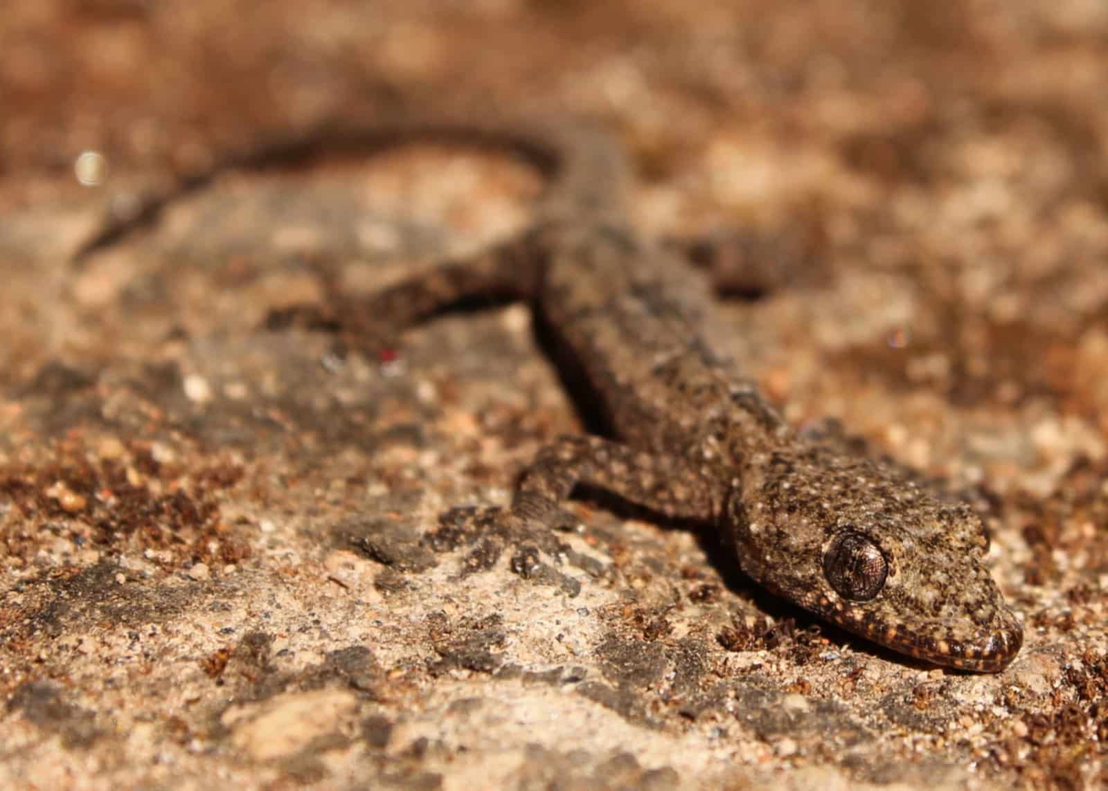 Different Types of Geckos in Australia