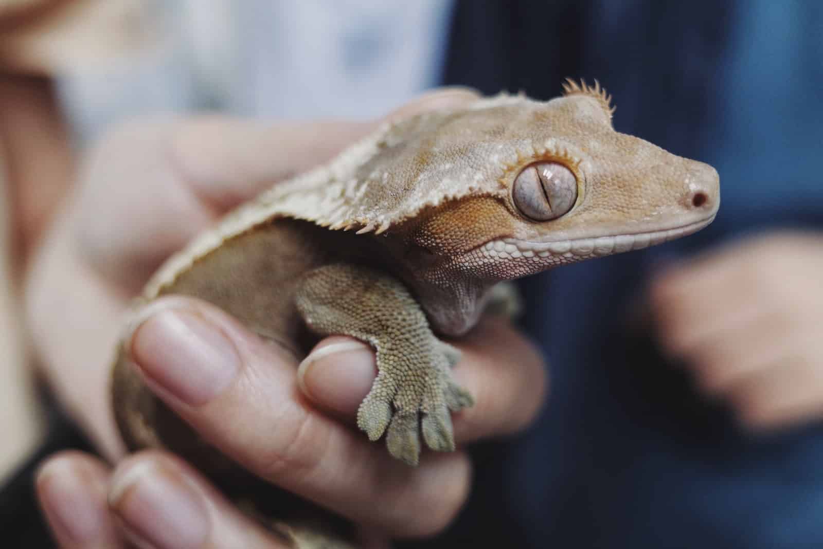 Different Types of Geckos in Kenya