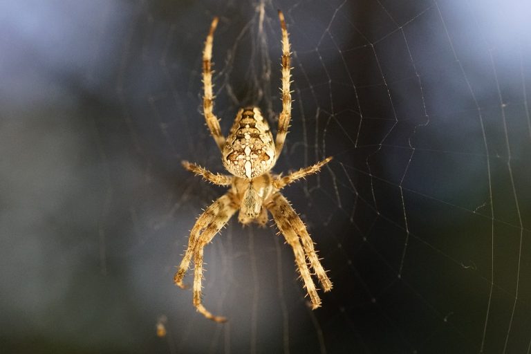 34 Different Types of Spiders in Colorado