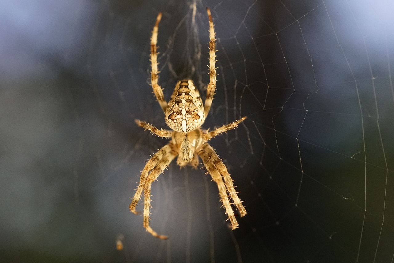Different Types of Spiders in Colorado