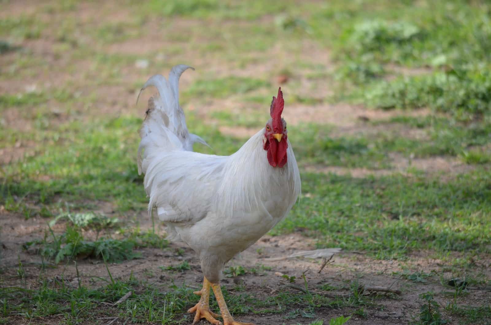Fighting Chicken Breeds