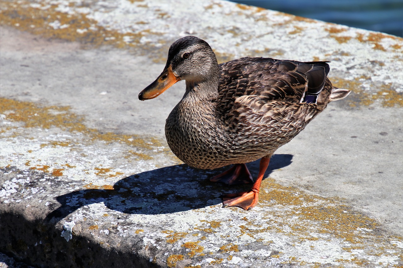 Gray Duck Breeds
