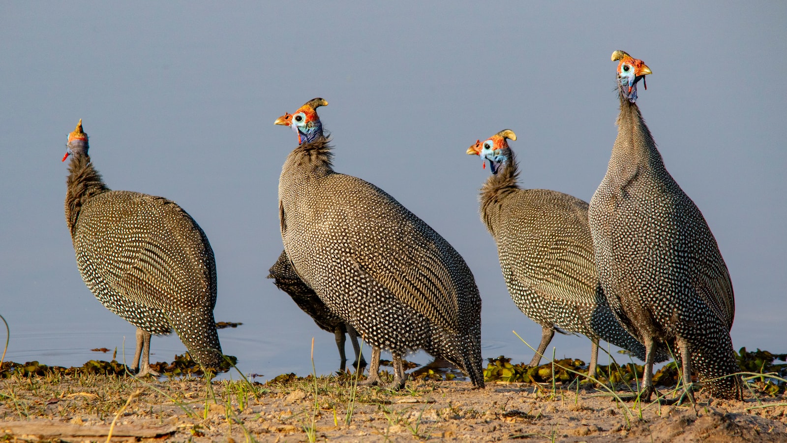 Guineafowl
