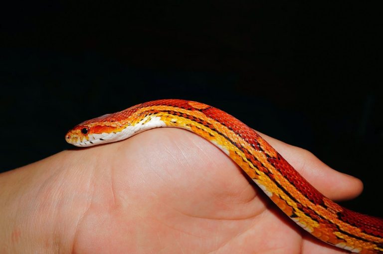 How Much Does a Corn Snake Cost?