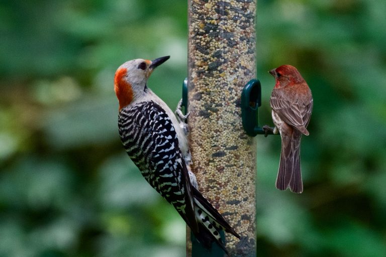 How to Stop Woodpeckers From Pecking Houses?