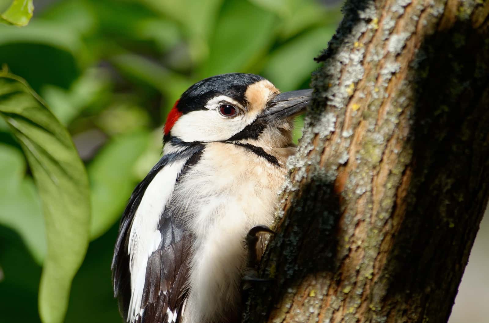 Largest Woodpeckers in the World