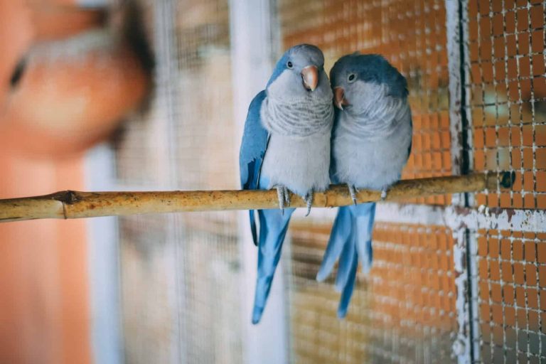 18 Low-maintenance Pet Birds for Beginners