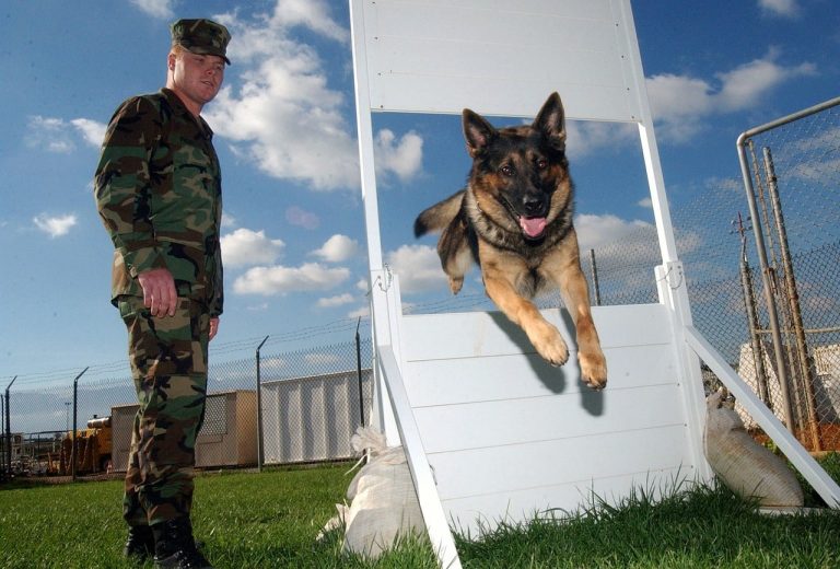100+ Military Dog Names