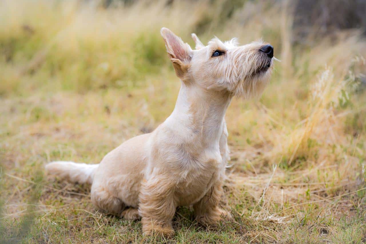 Terrier Dog Breeds