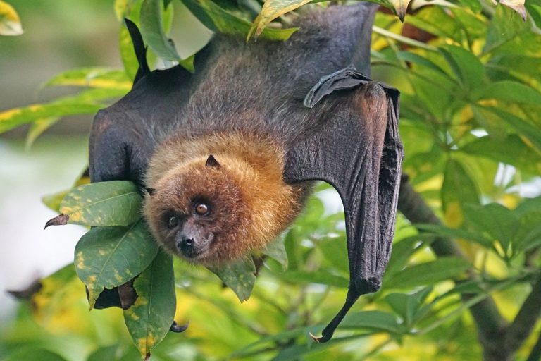 13 Different Types of Bats in Oregon