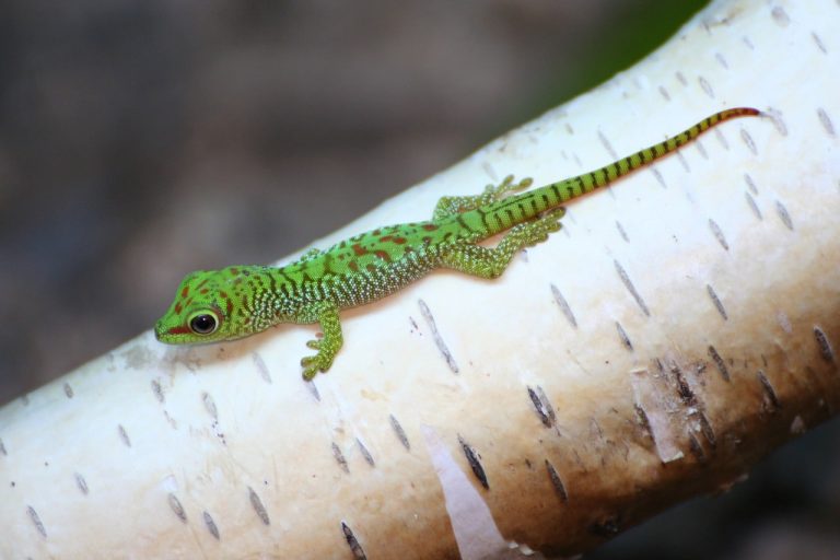 18 Types of Geckos in Florida That Will Amaze You