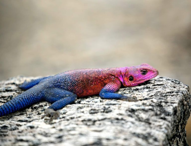 37 Different Types of Lizards in Arizona