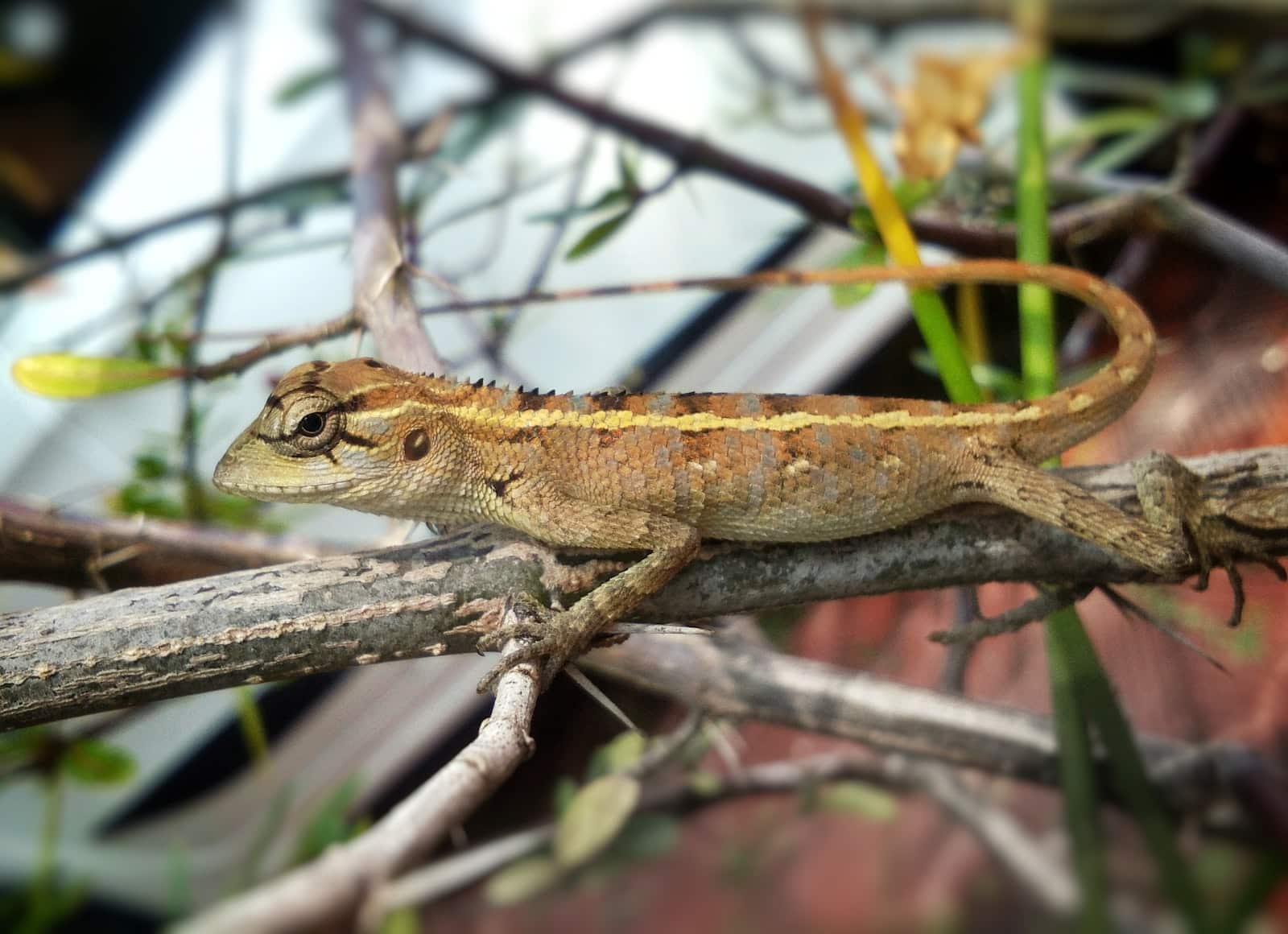 Types Of Lizards in Florida