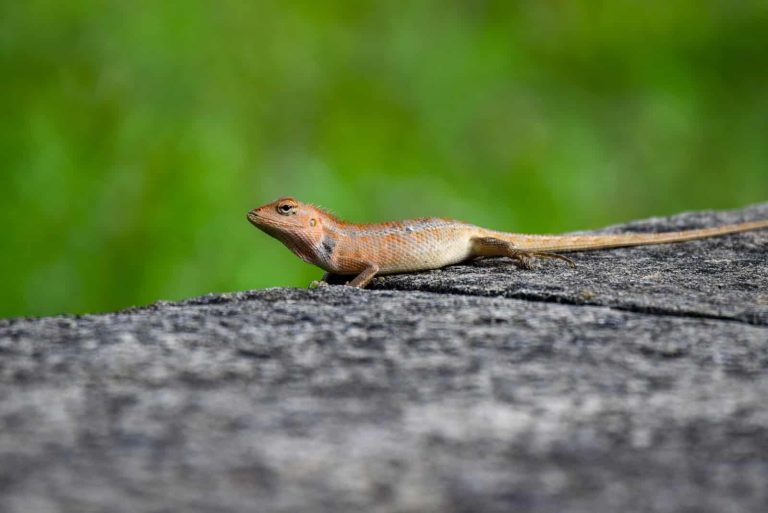 7 Different Types of Lizards in Georgia