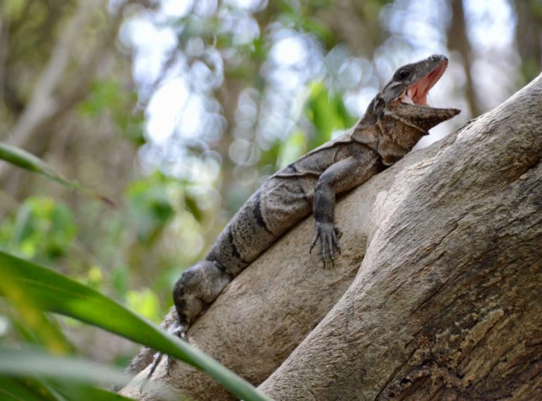 15 Different Types of Lizards in Mexico