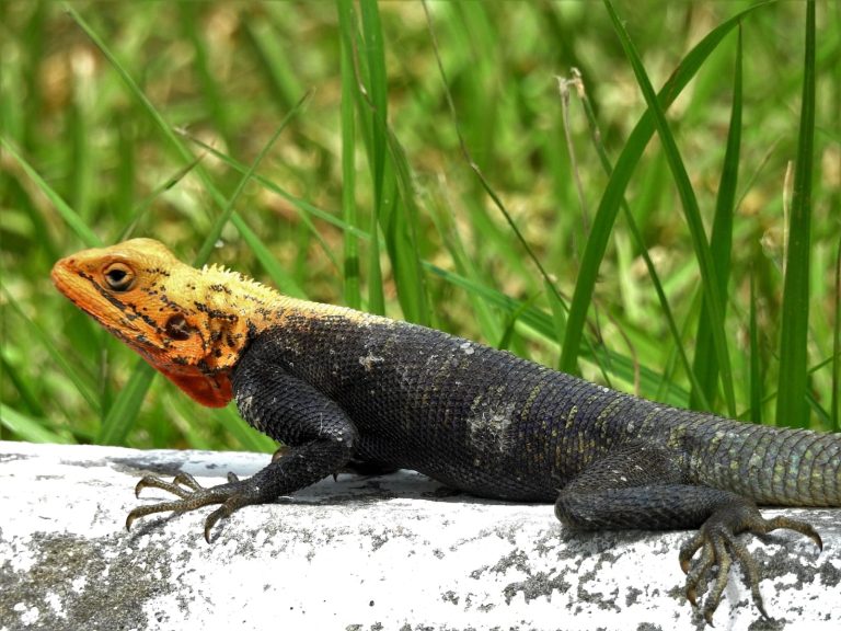 8 Different Types of Lizards in the Philippines