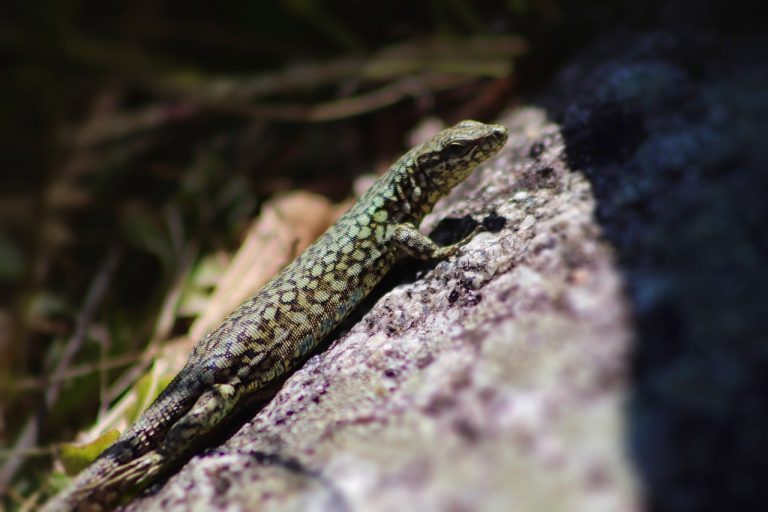 9 Different Types of Lizards in Tennessee