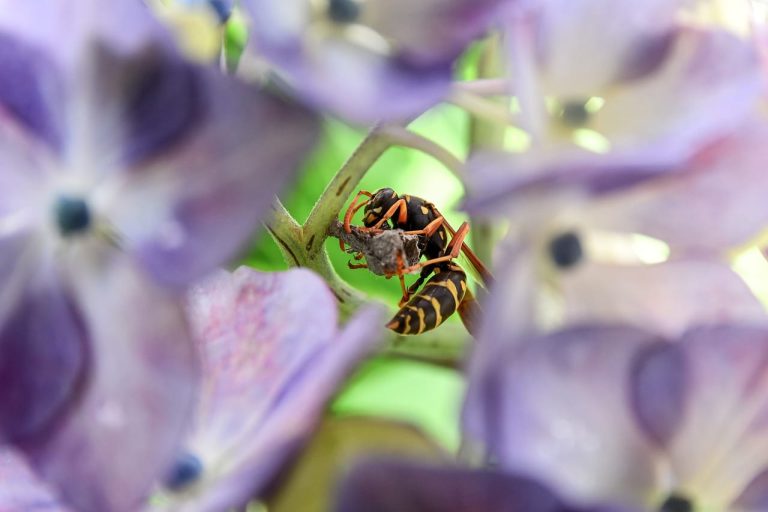 7 Different Types of Paper Wasps Explained