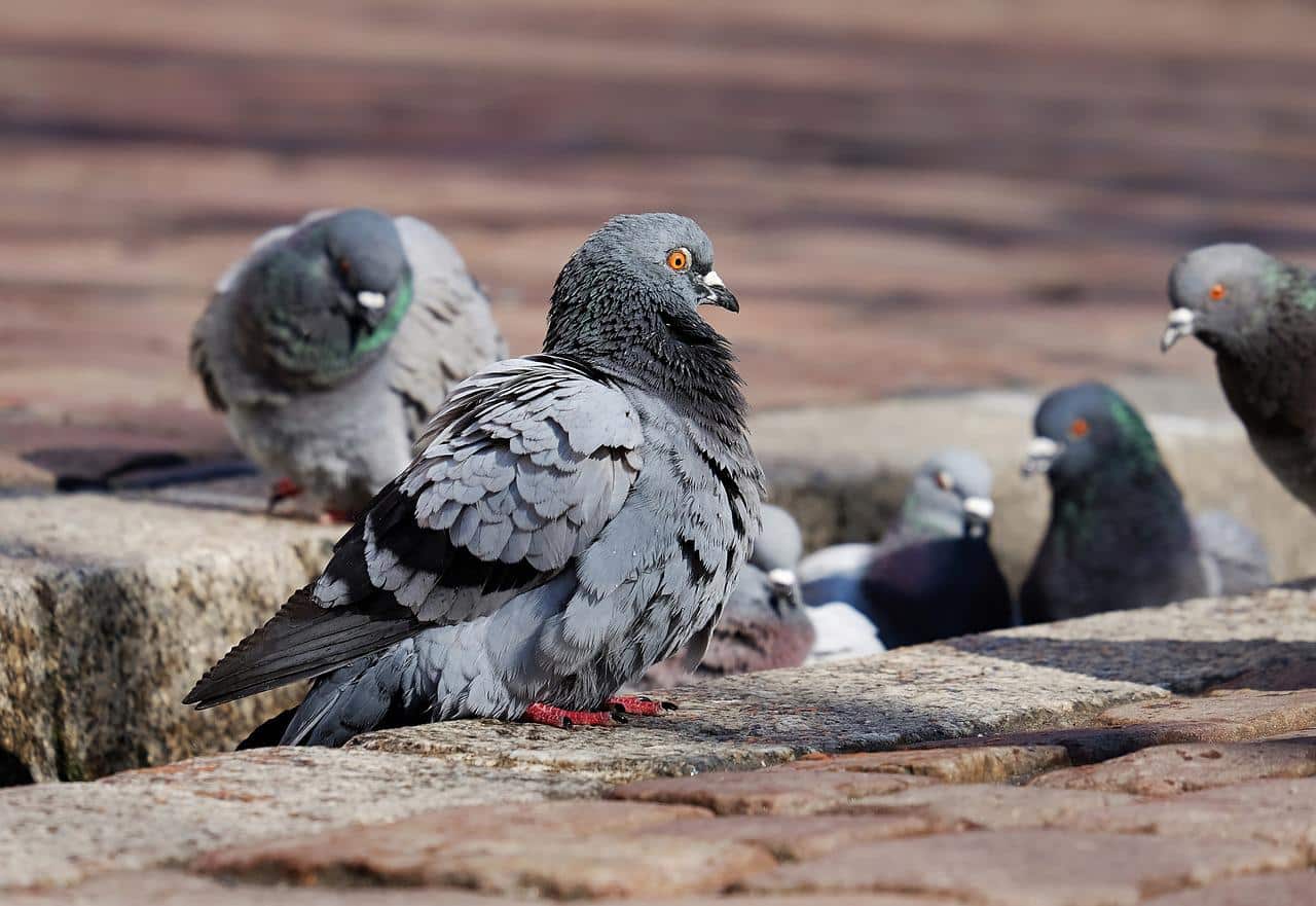 Types of Pigeons in Asia