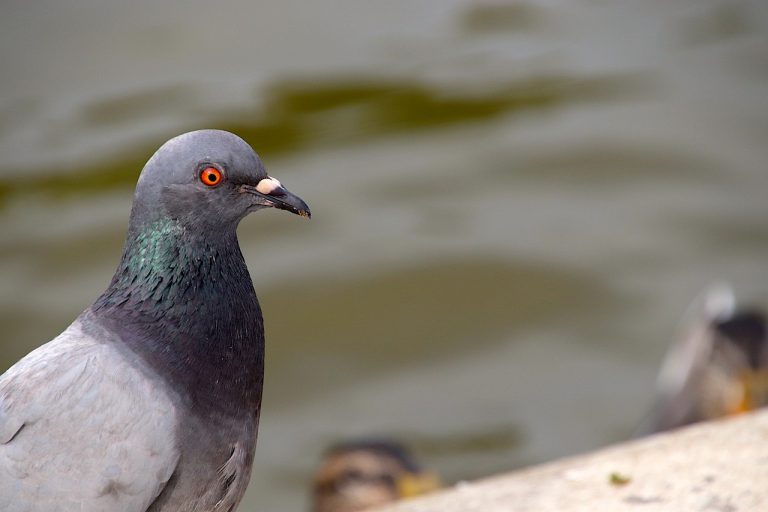 12 Types of Pigeons in California