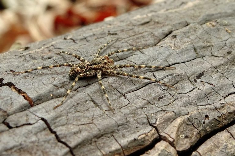 23 Different Types of Spiders in Alabama