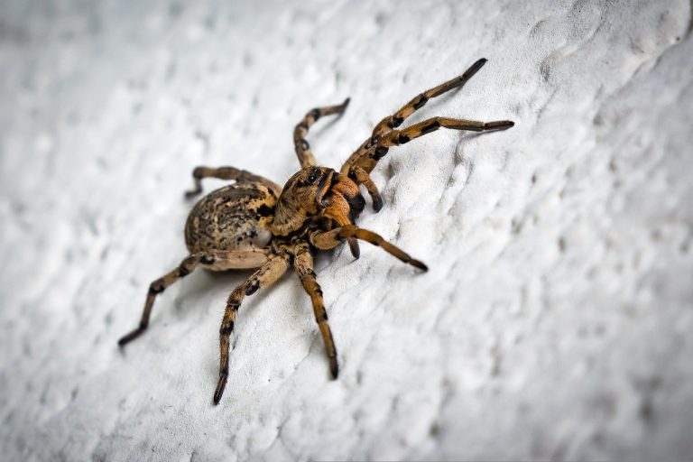 10 Different Types of Spiders in Australia