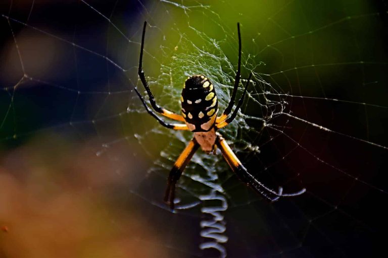 45 Most Common Types of Spiders in Florida