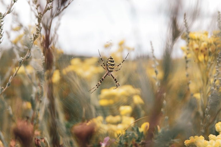 25 Types of Spiders in Iowa