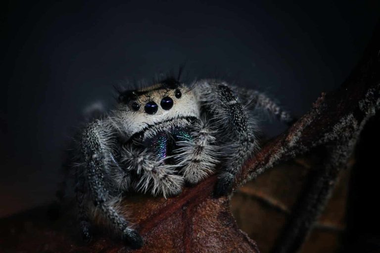 30 Different Types of Spiders in New York