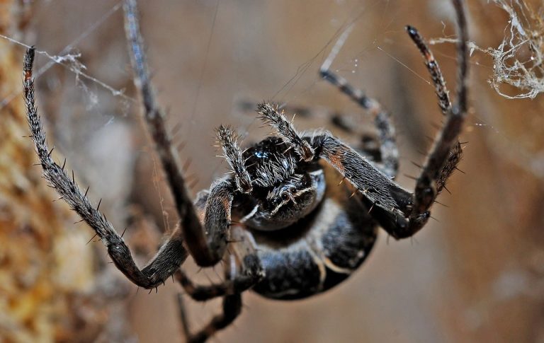 33 Different Types of Spiders in Oklahoma