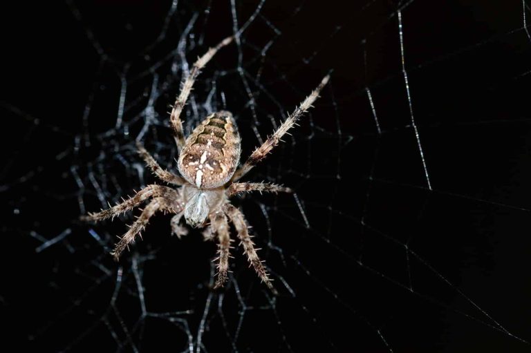18 Different Types of Spiders in Utah