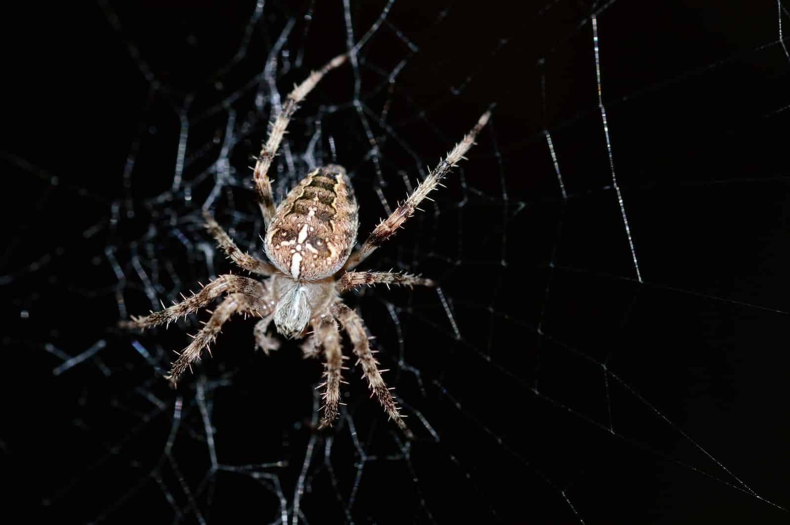 Types of Spiders in Utah