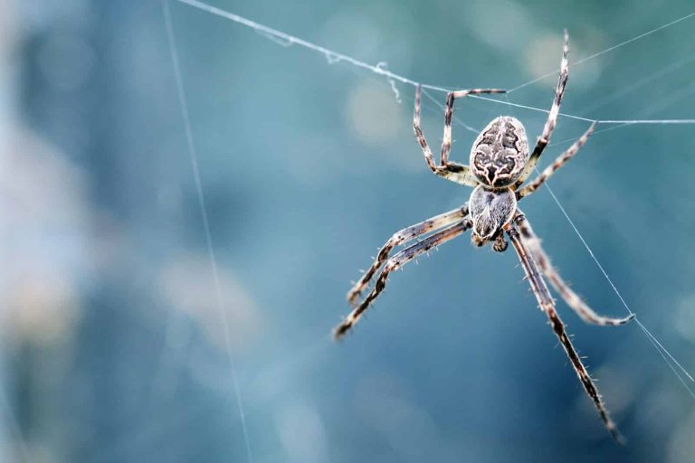 17 Types of Spiders in Washington That You Might See
